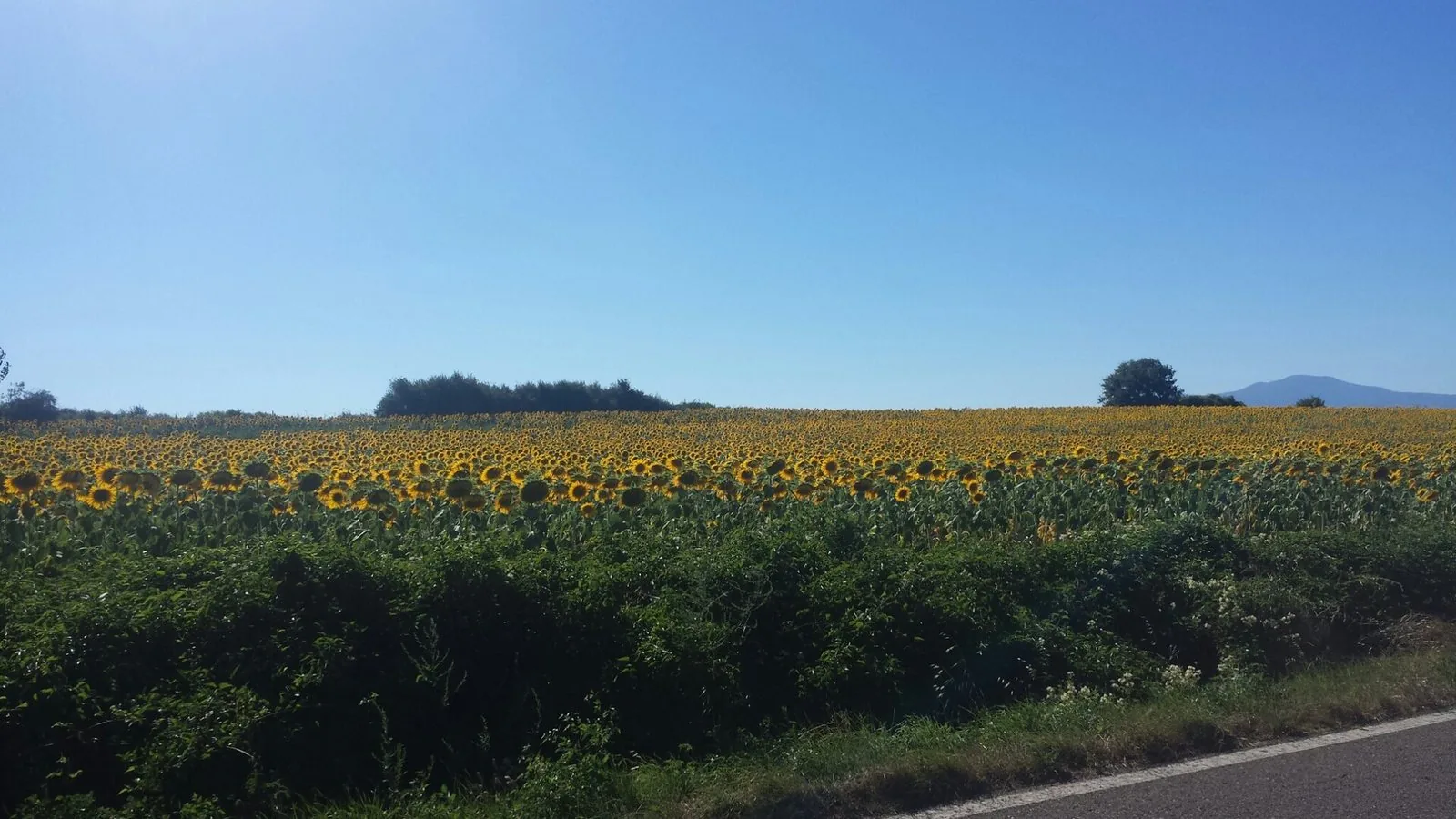 Un campo di girasoli in fiore nella campagna di Orvieto in estate