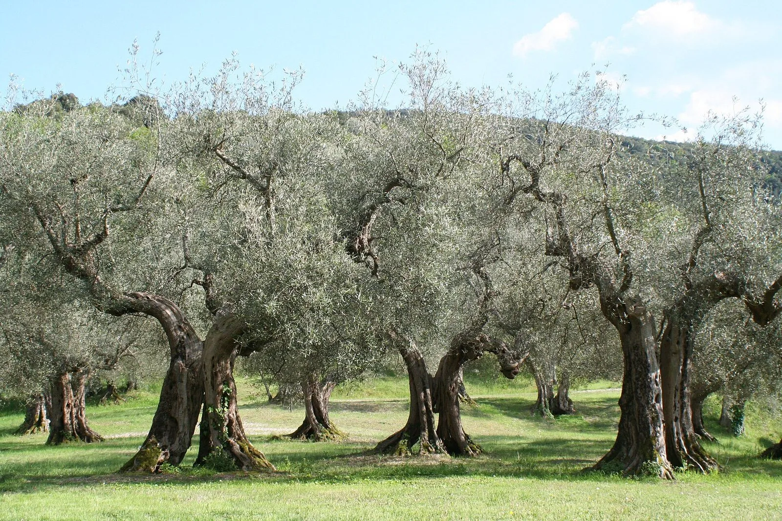 Antichi olivi dai tronchi nodosi in un uliveto dell'Umbria