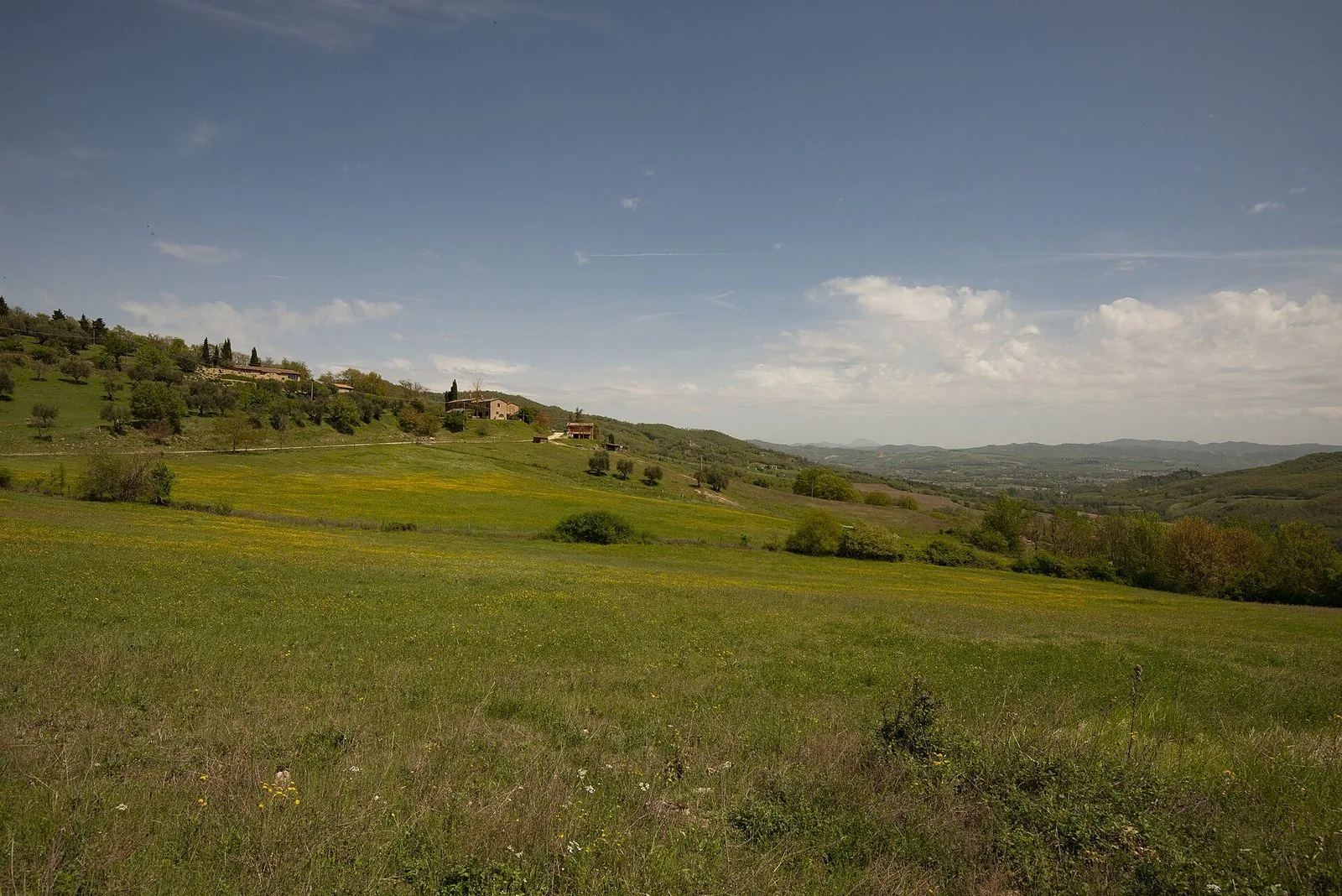 Colline verdi della campagna umbra in primavera con prati fioriti e casolari tra gli ulivi